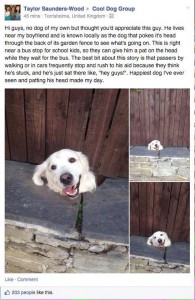 funny-dog