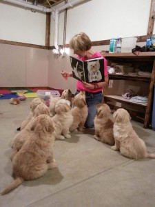 reading-therapy-dogs